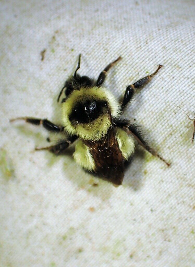Sanderson's Bumble Bee