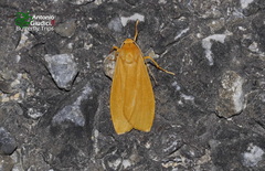 Eilema conformis