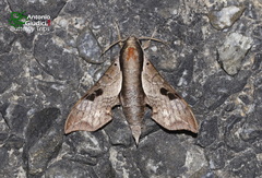 Enpinanga borneensis