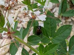 Strigoderma arbicola