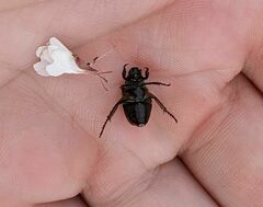 Strigoderma arbicola