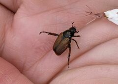 Strigoderma arbicola