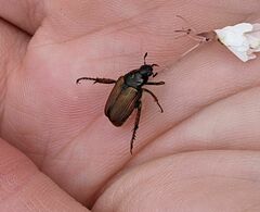 Strigoderma arbicola