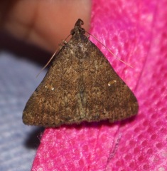 Hypenula cacuminalis