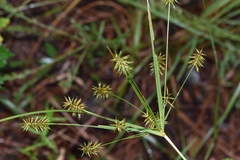 Cyperus hystricinus