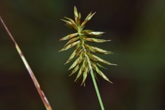 Cyperus hystricinus