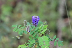 Dalea coerulea