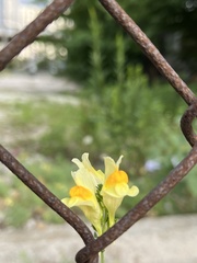 Linaria vulgaris