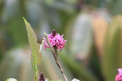 Epidendrum arachnoglossum