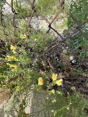 Linaria vulgaris