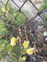 Linaria vulgaris