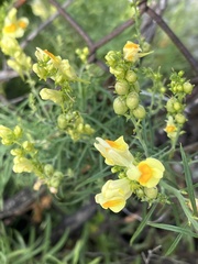 Linaria vulgaris