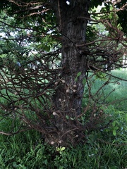 Couroupita guianensis
