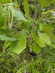 Vitis berlandieri