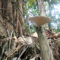 Microporus