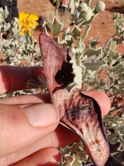 Senna artemisioides helmsii