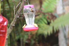 Chaetocercus mulsant