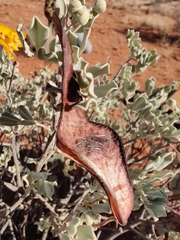 Senna artemisioides helmsii