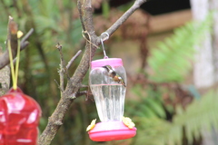 Chaetocercus mulsant