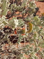 Senna artemisioides helmsii