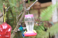 Chaetocercus mulsant