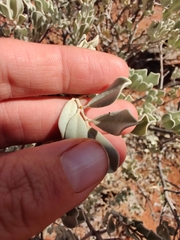 Senna artemisioides helmsii