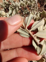 Senna artemisioides helmsii