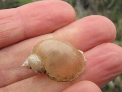 Ladislavella atkaensis