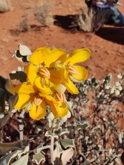 Senna artemisioides helmsii