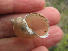 Ladislavella atkaensis