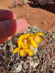 Senna artemisioides helmsii