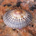 Western Atlantic Striped False Limpet - Photo (c) Chuck Sexton, some rights reserved (CC BY-NC), uploaded by Chuck Sexton
