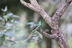 Colibri cyanotus