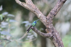 Colibri cyanotus