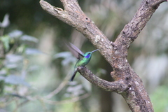 Colibri cyanotus