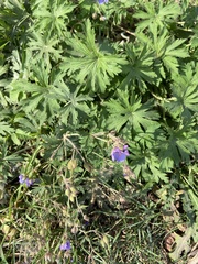 Geranium pratense