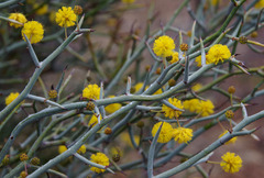 Acacia aphylla