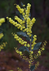 Acacia celastrifolia