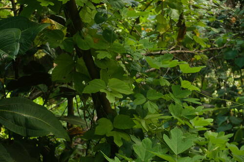 Pueraria montana observed 2022-08-14