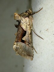 Autographa ampla