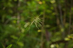 Paspalum paniculatum