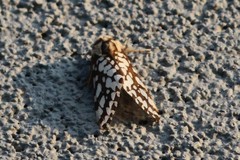 Lophocampa ingens