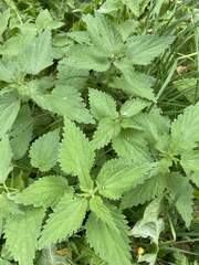 Urtica dioica