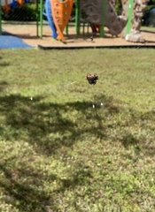 Gasteracantha cancriformis