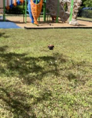 Gasteracantha cancriformis