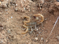 Uroplectes schlechteri