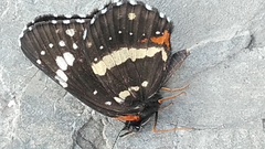 Chlosyne lacinia lacinia