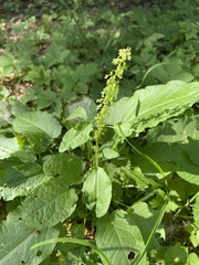 Rumex obtusifolius
