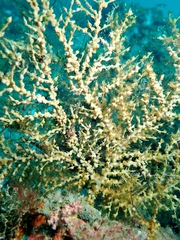 Hydrozoanthus gracilis