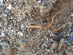 Uroplectes schlechteri